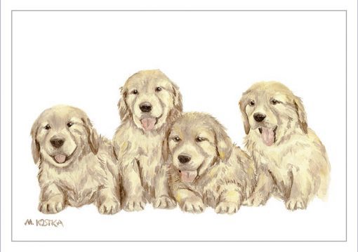 EP -152 Familia canina