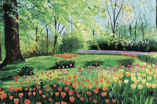 M2304 Campo de tulipanes